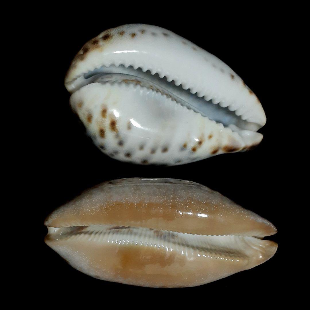 タカラガイ かなり大きな貝 2個セット ホシダカラ ムラクモダカラ 貝