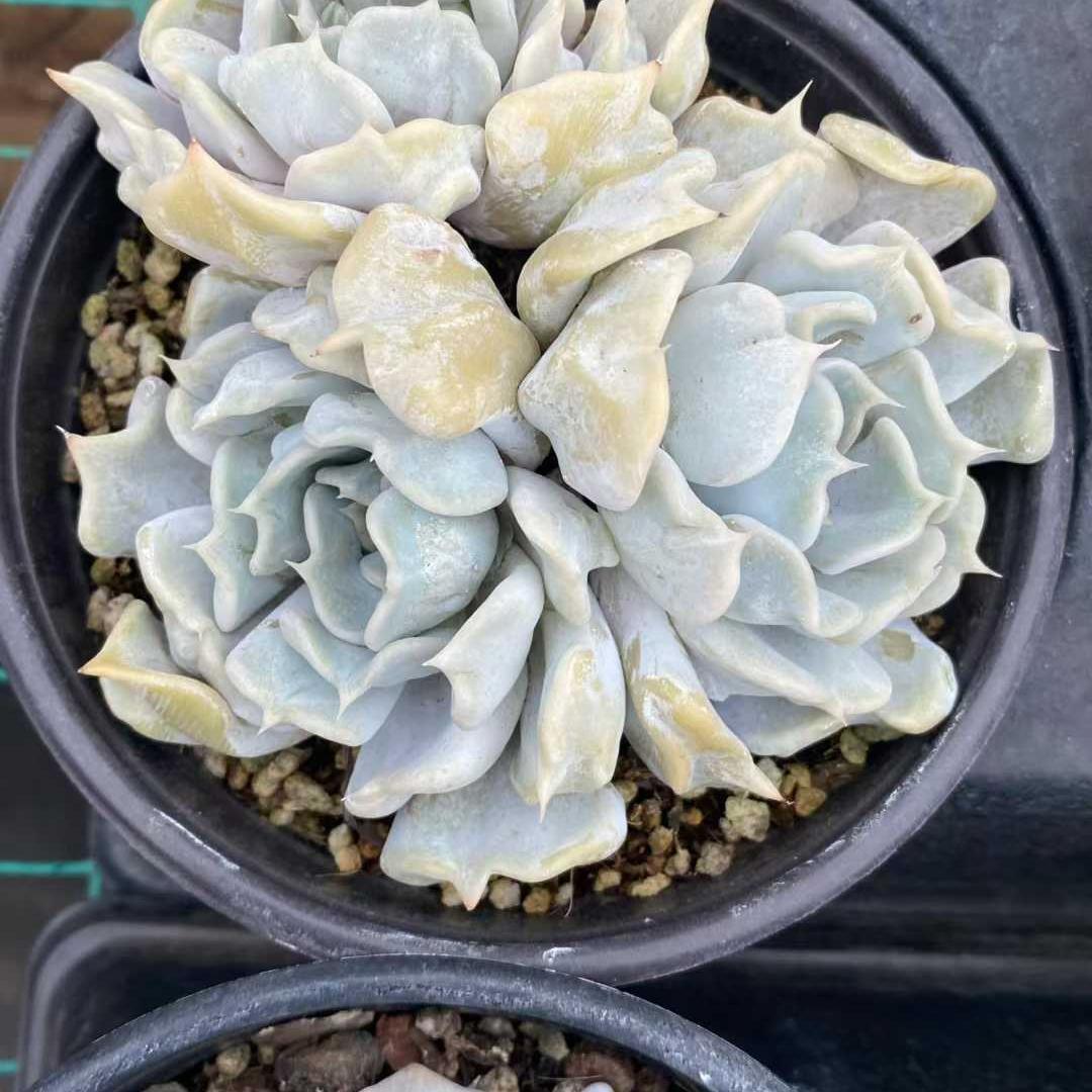 Top【選抜株】多肉植物　24976アエオニウム　シーキング15個　鉢無し/脱土 多肉植物 XY27 コウガン 10株 抜き苗 エケベリア セダム アエオニウム