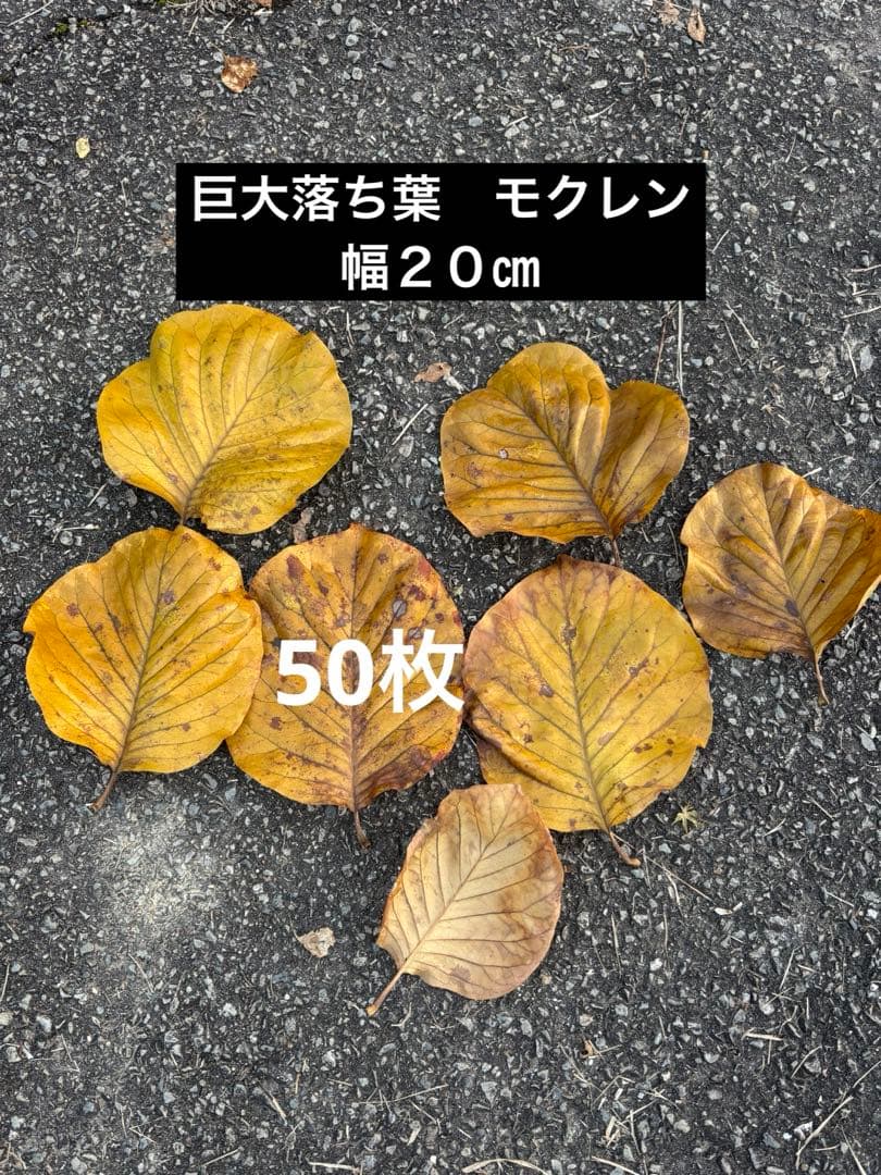 落ち葉　50枚 505b5b4549577acc09513084fec5d0