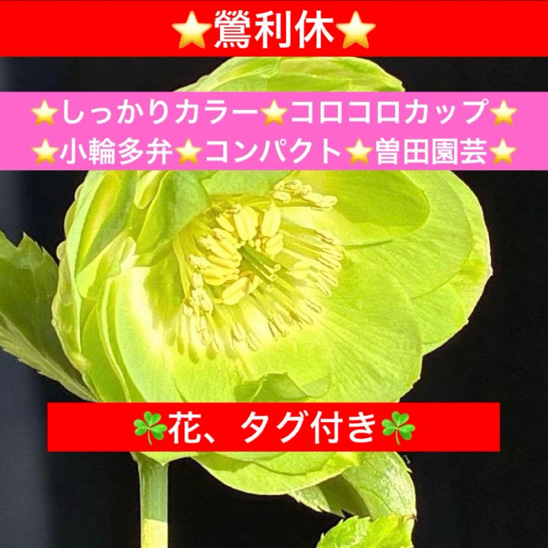 i*u様 3436☘️花タグ付☘️鶯利休⭐️しっかりカラー⭐️コロコロカップ⭐️ 7/1(土)より純喫茶ジンガロにて、 村上隆新作ゲーム「FLOWER GO WALK第