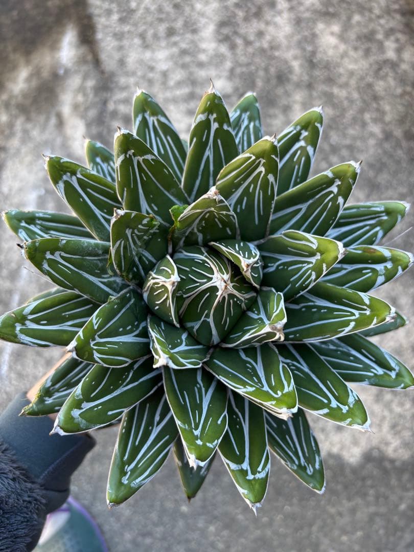 アガベ　笹の雪　親株販売　極上株　特選品 アガベ 笹の雪 005 – linkplants -リンクプランツ-