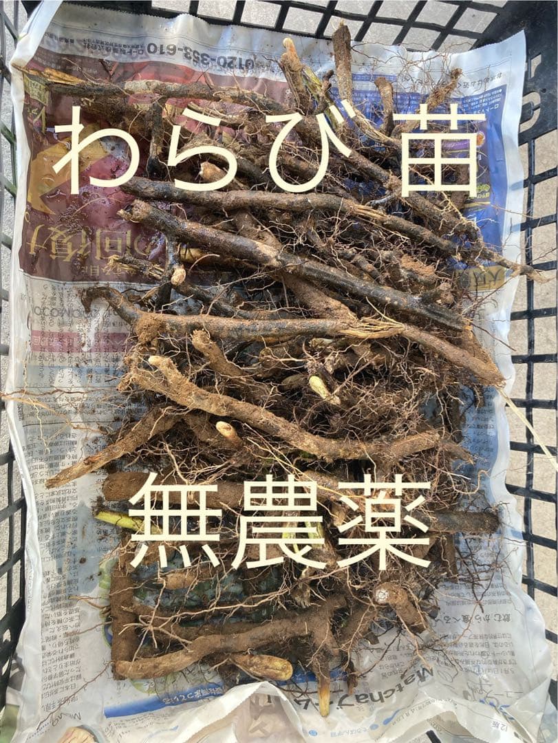 わらび　苗　120本 楽天市場】ワラビ 苗 【山菜 わらび】 4号ポット苗 苗木 野菜 野菜苗