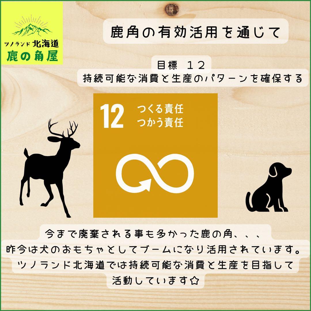 ⭐︎現物⭐︎鹿の角⭐︎S×2本セット⭐︎角先⭐︎犬のおもちゃ⭐︎691