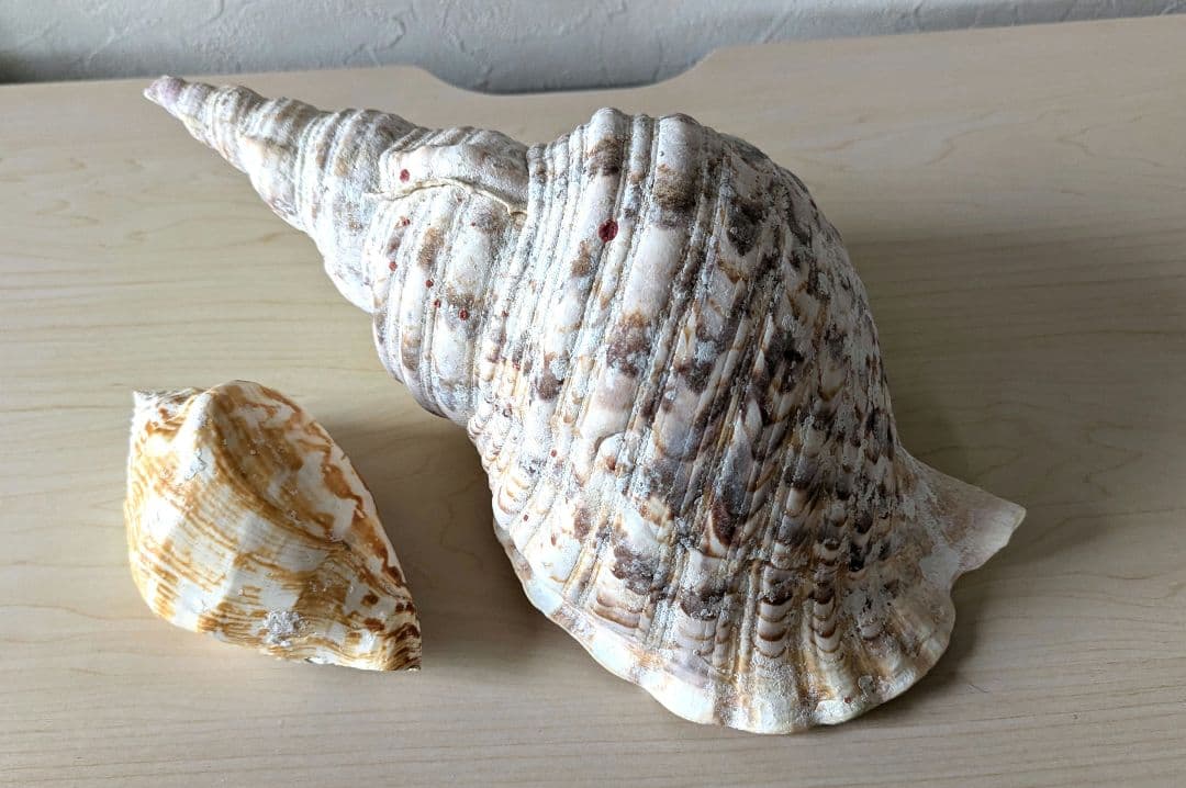 【即発送】★石垣島の法螺貝 ほら貝 おまけ付き★　約32〜37cm 1kg 天然 60e2efa4604d9a3df0b36f786c1aa2