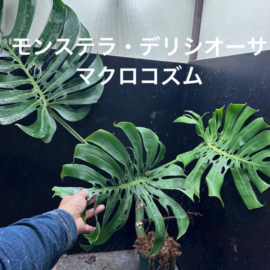 モンステラデリシオーサマクロコズム大型葉希少系統鉢植え高さ70㎝超大株レア特大 モンステラデリシオーサマクロコズム大型葉希少系統鉢植え高さ70㎝超大