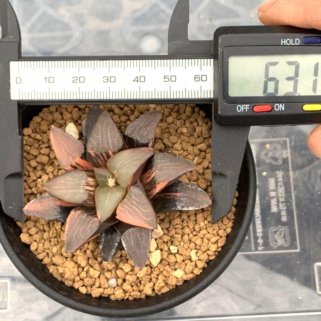 多肉植物 ハオルチア コレクタ錦 - メルカリ
