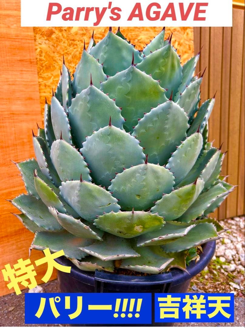 特大パリー　吉祥天　アガベ アガベ・パリー 'ホーチエンシス'（吉祥天）｜Agave parryi var