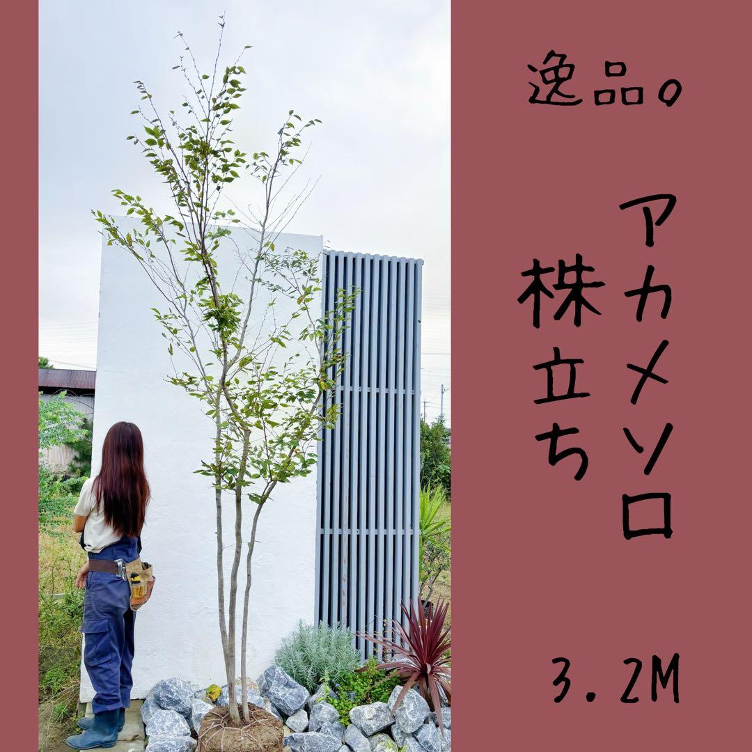 逸品。アカメソロ株立ち3.2M(鉢底から) 楽天市場】【現品発送】アカシデ(アカメソロ) 株立ち 樹高1.9-2.3m(根