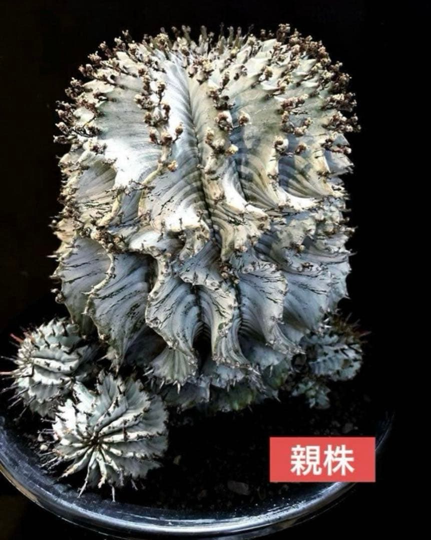 ユーフォルビアホリダ 関上No.1ゼブラホリダ純血統 S胴太B 大サイズ ユーフォルビアホリダ White zebra S胴太 カキ子 - メルカリ