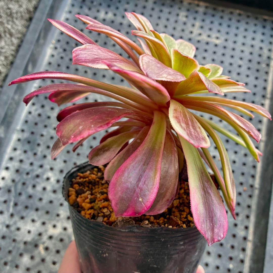 金糸雀錦 抜き苗 大苗 アエオニウム 多肉植物 - メルカリ