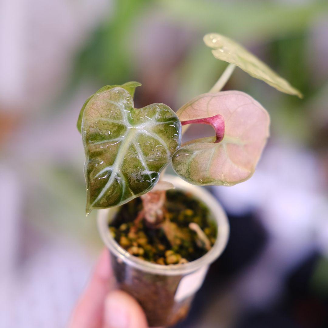 ALOCASIA HEART BALLON PINK VARIGATED② ❌SOLD❌Alocasia Heart Balloon Pink Variegated🪴 ไม้ tc ไม้สวย ราก