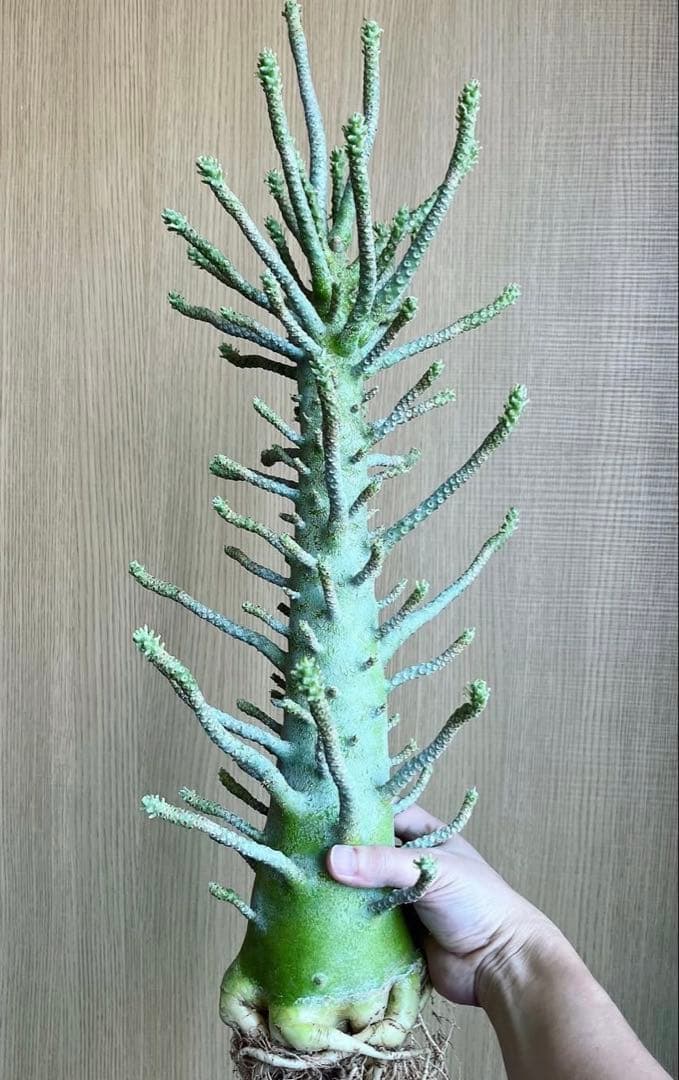 ちゃちゃ丸様 専用【レア/塊根植物】ドルステニア ギガス 鉢植え A-6