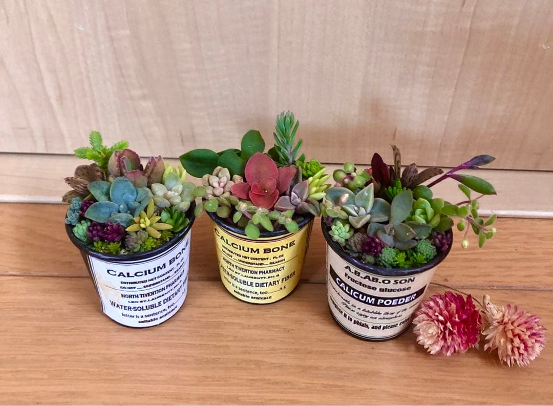 ibupopo1028大容量　多肉植物　寄せ植え　3つセット ibupopo1028様専用大容量 多肉植物 寄せ植え 3つセット - メルカリ