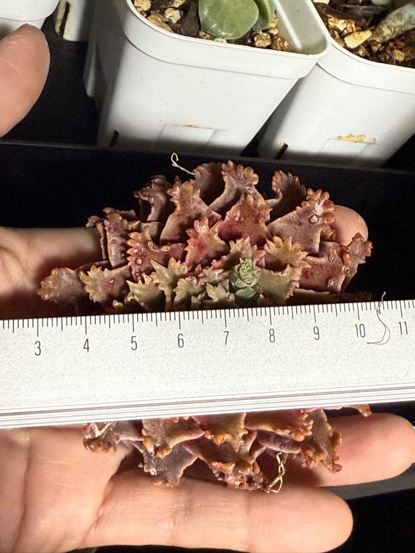 多肉植物 ✨スターファイヤー✨ カット苗 札なし 大きめ 美苗 速達or