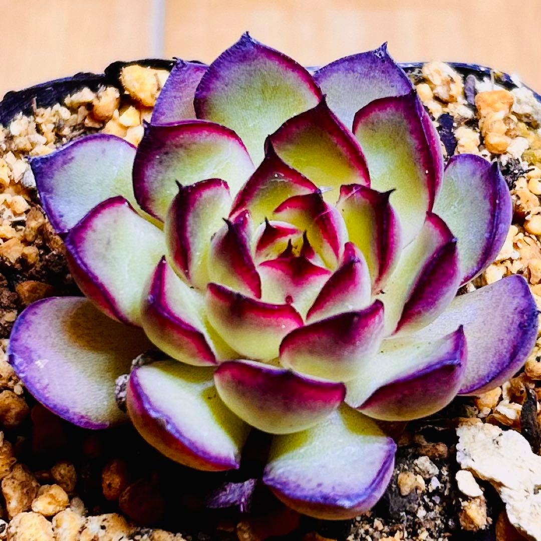 多肉植物❣️ファイヤーフライ❣️韓国苗育成 抜き苗 d120 - メルカリ