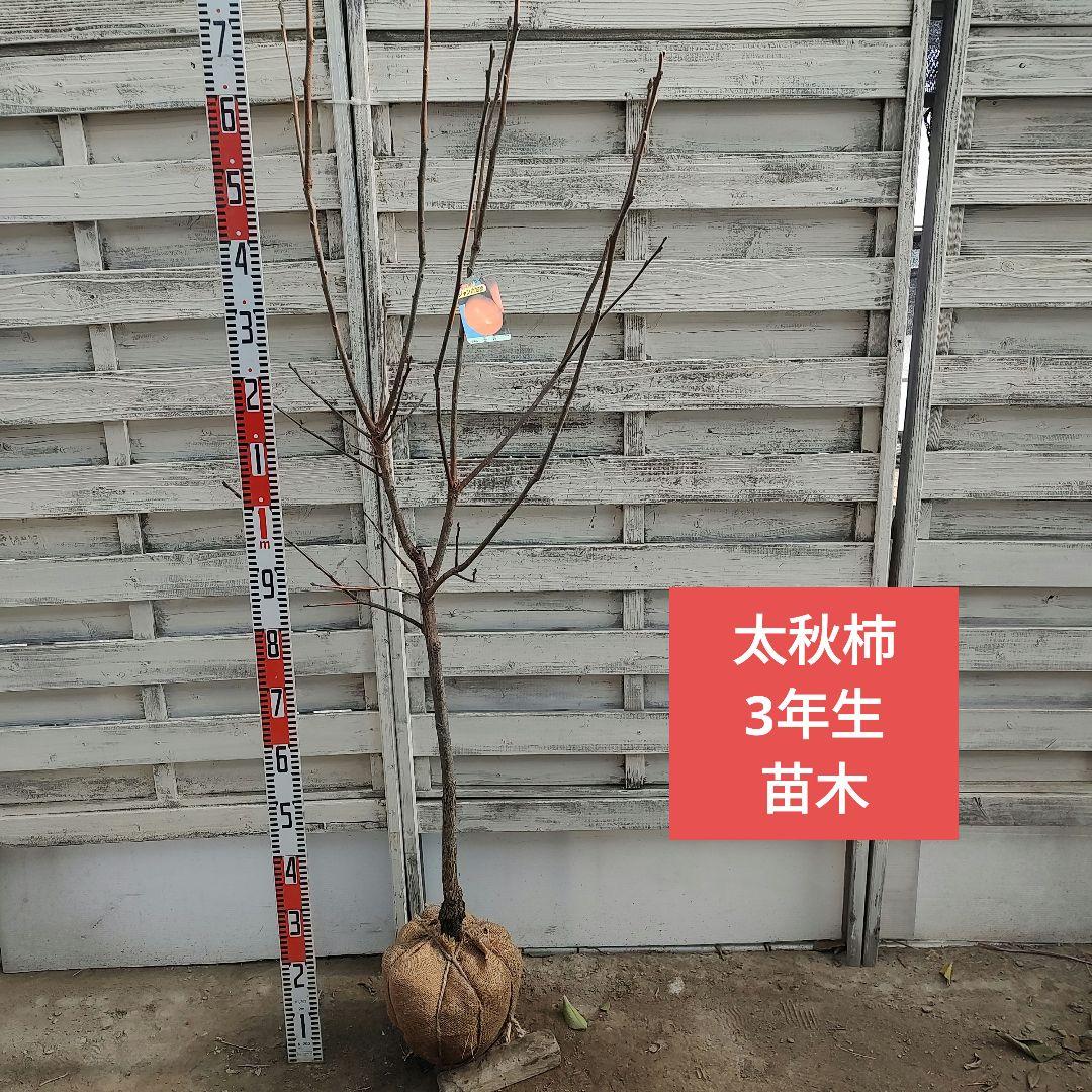 ケンジさま専用 太秋柿 3年生 苗木 楽天市場】柿の苗木 【太秋柿】 完全甘柿 3年生接木大苗 1.1m苗 【産地