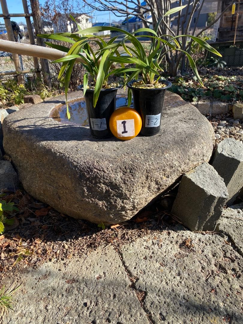 花芽付きキンリョウヘン2鉢 日本蜜蜂の蜜蝋サービス Amazon.co.jp: 【 花芽2個付き 】キンリョウヘン 苗 花（ 金稜辺