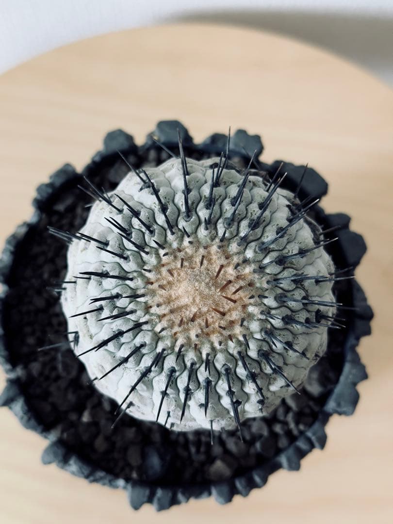 コピアポア Copiapoa コルムナアルバ 現地球 白肌美株 弧竜丸 黒王丸