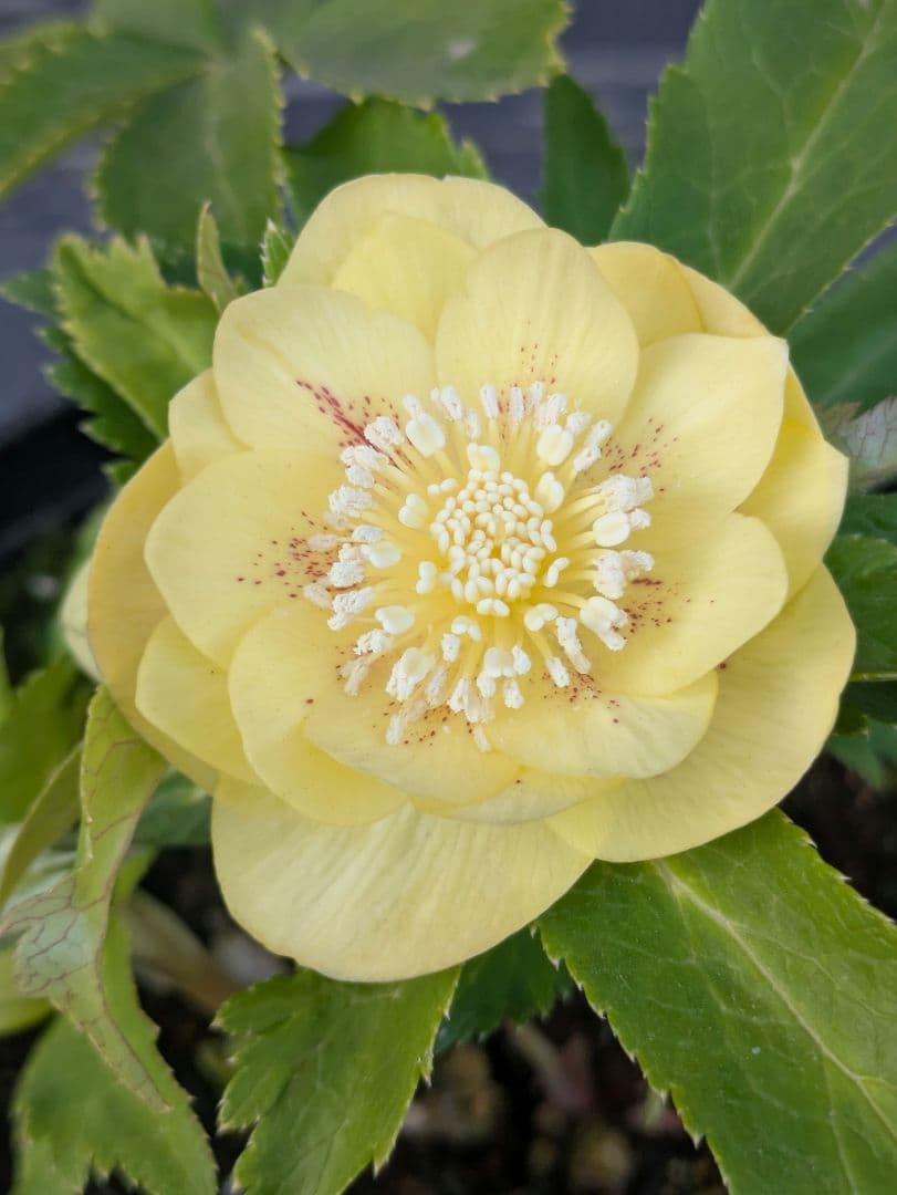 広瀬園芸 クリスマスローズ　グリーンゴールドスポットdd　小輪極美株 helleborus グリーンゴールドベイン 小輪 #helleborus #クリスマス