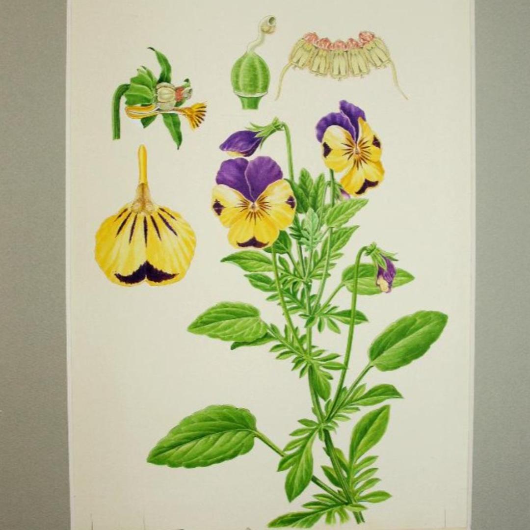 【絵画】ボタニカルアート　「パンジー」原画 パンジーのオリジナル水彩画、パンジーの花の絵、パンジーの花のアート