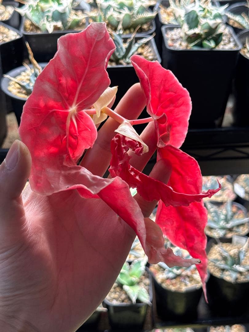 e*S様 ベゴニア マクラータ 斑入り発根管理中 Begonia maculata variegata 'Pink'｜ベゴニア マクラータ ピンク