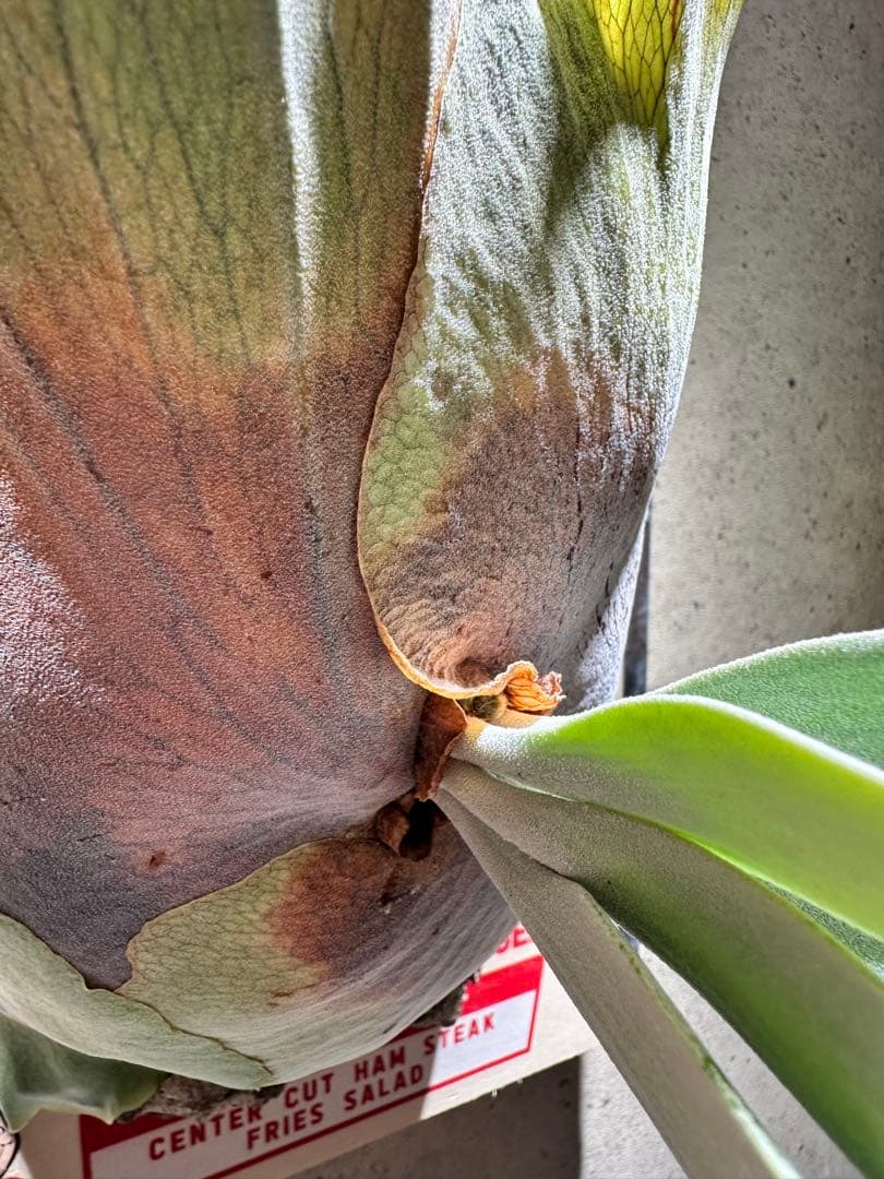 p.willinckii wild 大株
