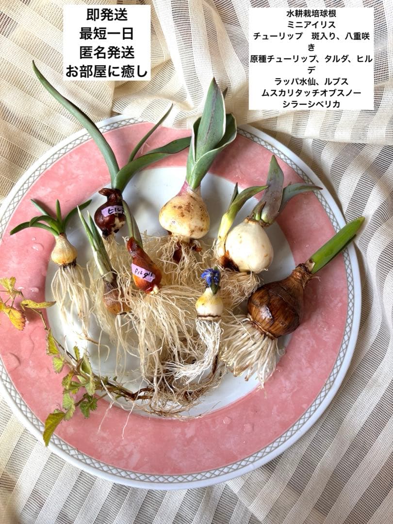 水耕栽培球根 原種チューリップ八重斑入り ミニアイリス、水仙ルブス