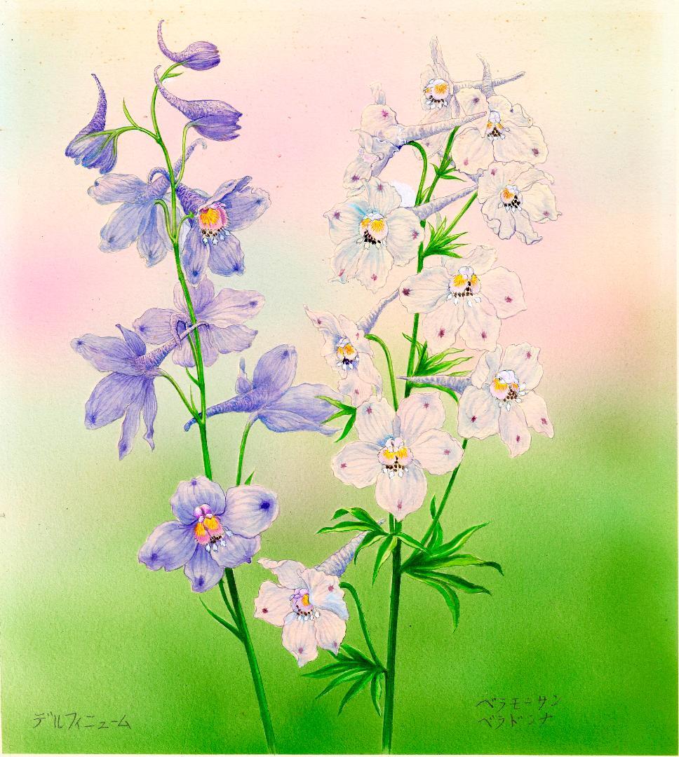 【絵画】ボタニカルアート「デルフィニウムベラドンナ」原画 園芸ネット本店｜[送料無料]デルフィニウム：ベラドンナおまかせ花色