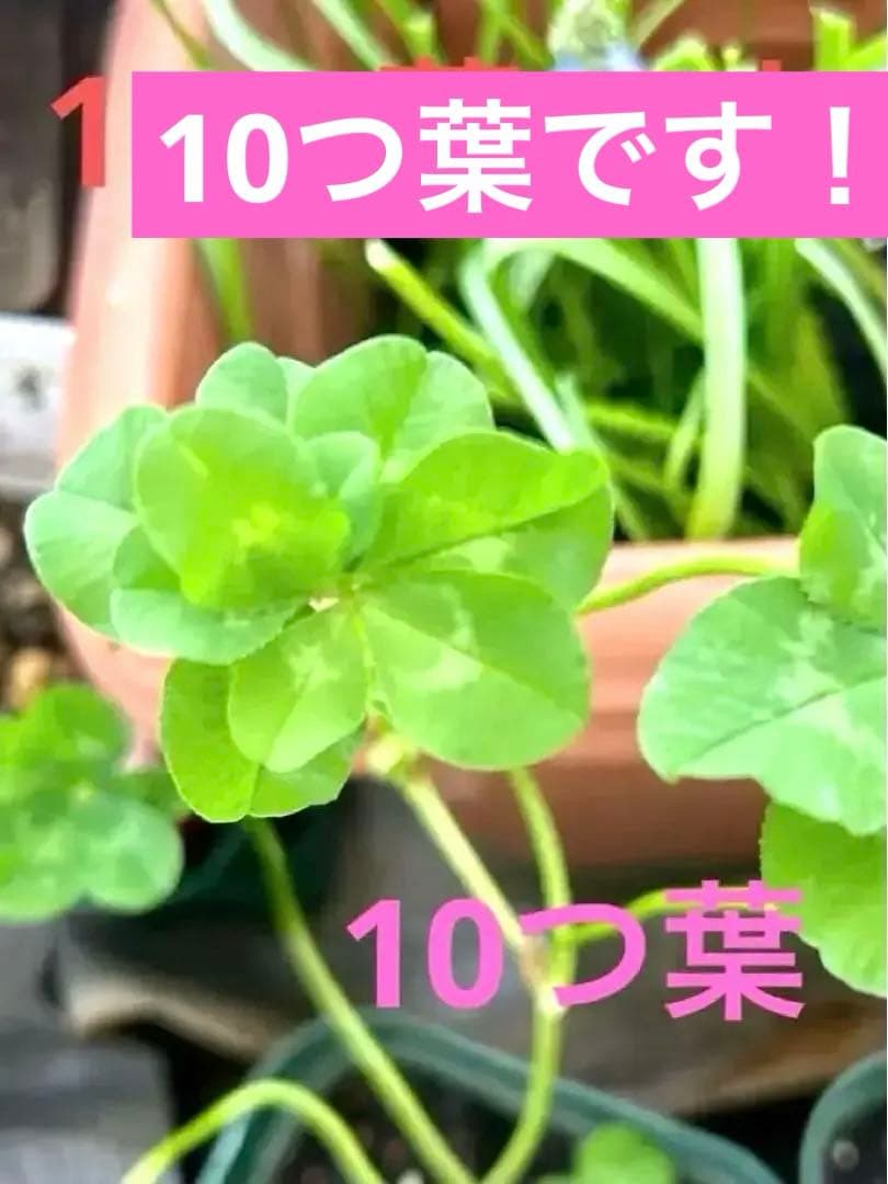 四つ葉のクローバー⑩ 四つ葉のクローバーを10万本見つけた少女の物語 (幸せを呼ぶ「キラキラ