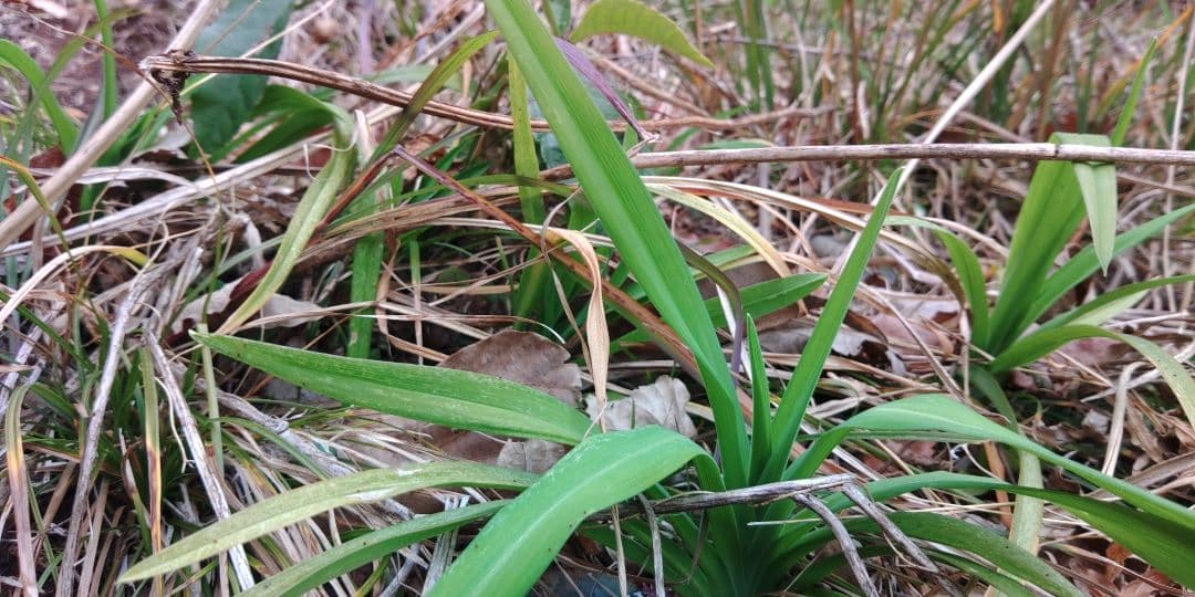 ヤブカンゾウ　×10 ヤブカンゾウ (Hemerocallis fulva var. kwanso)