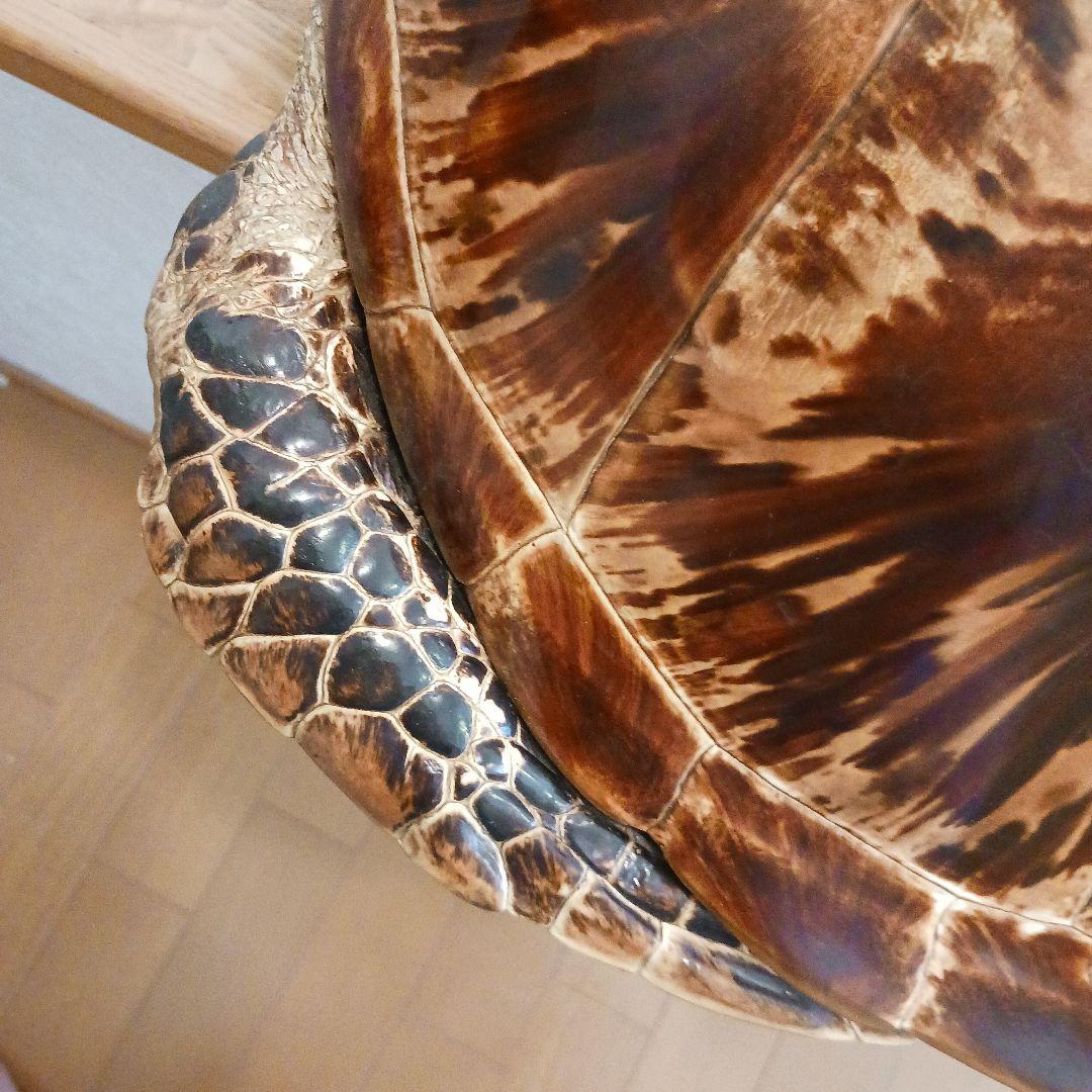 カメの剥製 オブジェ 壁掛け - メルカリ