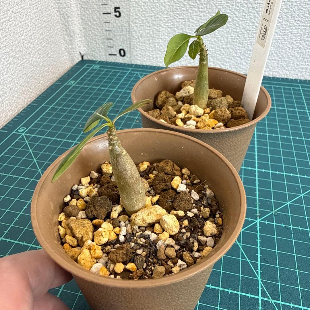 アデニウム ソコトラナム (EU輸入株) ミニ 2株 - メルカリ