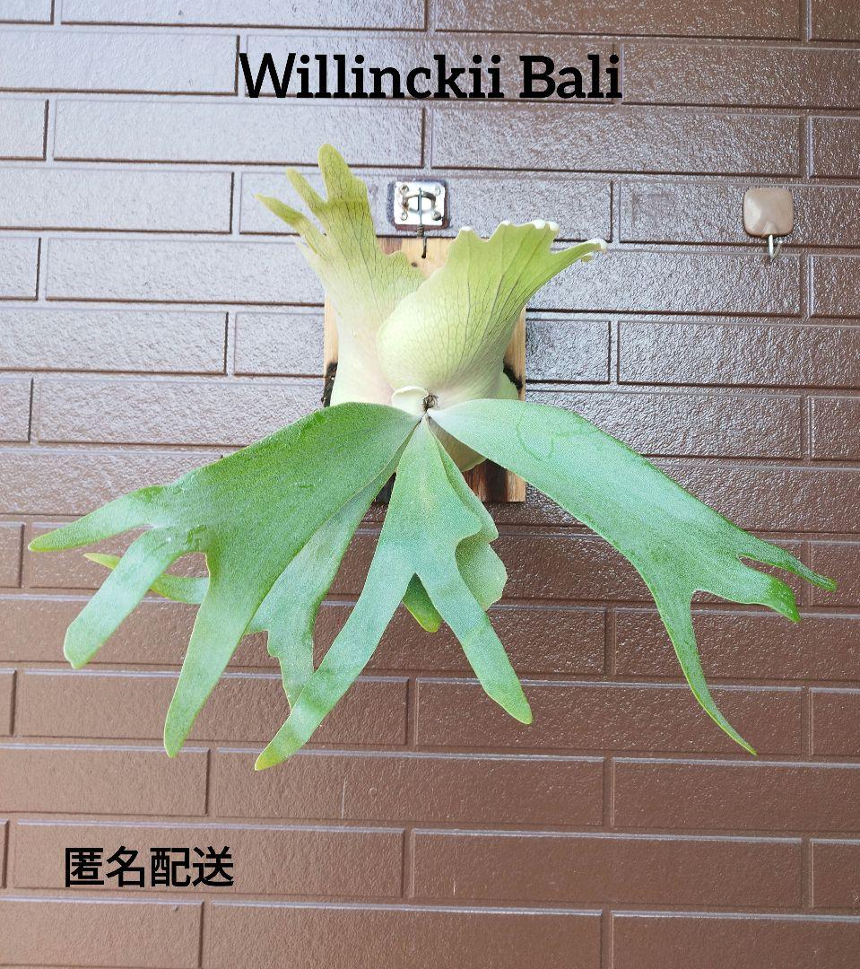 Willinckii Bali ウィリンキーバリ NO.2 ビカクシダ - メルカリ