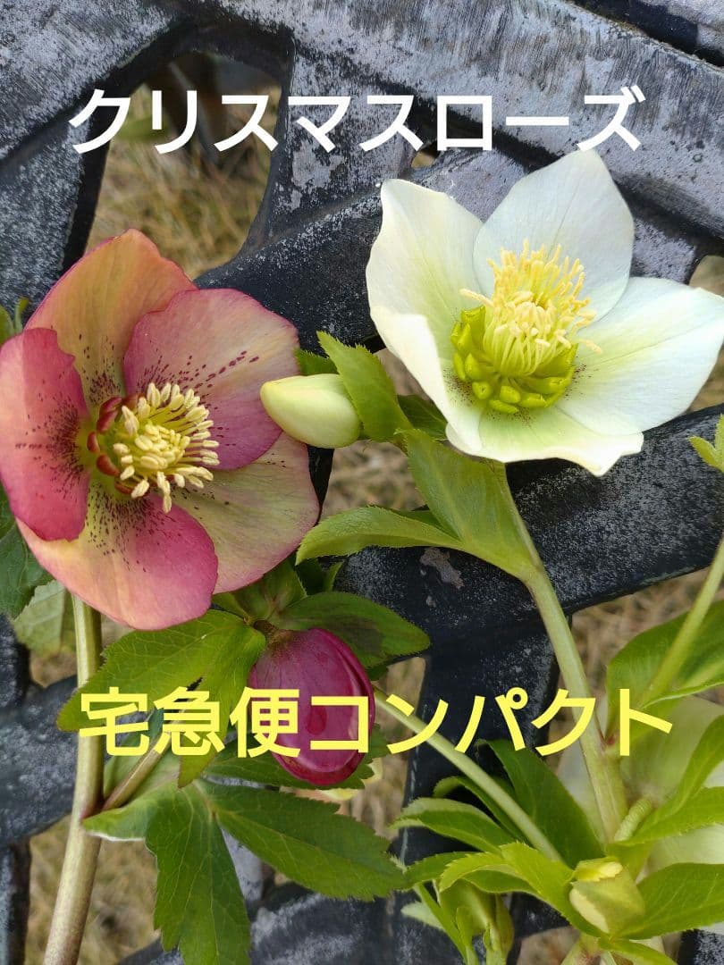 クリスマスローズ 2種 ホワイト 1株 淡いパープル1株 抜き苗 合計2株