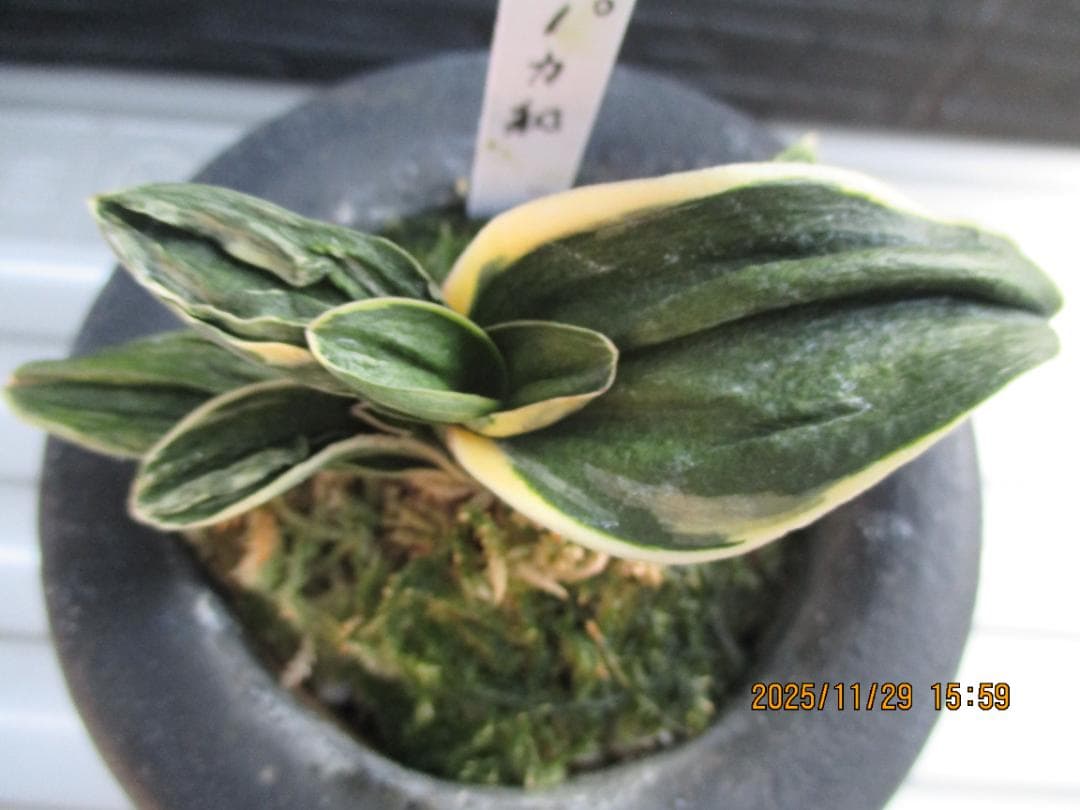 オモト　力和