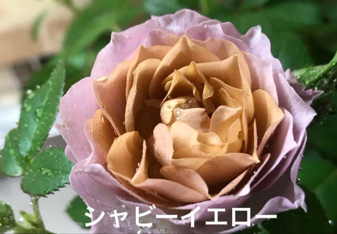 ⭐️レア品種⭐️四季咲きミニバラ カーナハニーゴールド (メルカリ便
