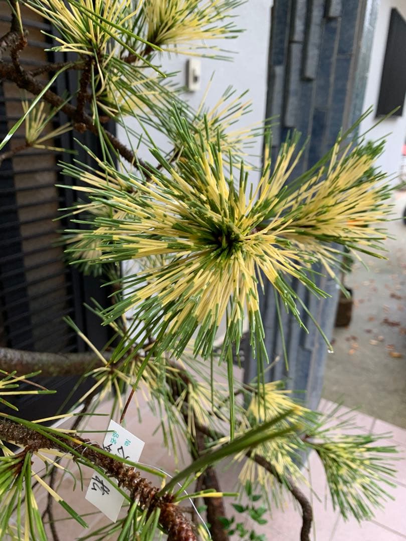 取り引き限定）希少 蛇の目 五葉松 斑入り 花火 花吹雪
