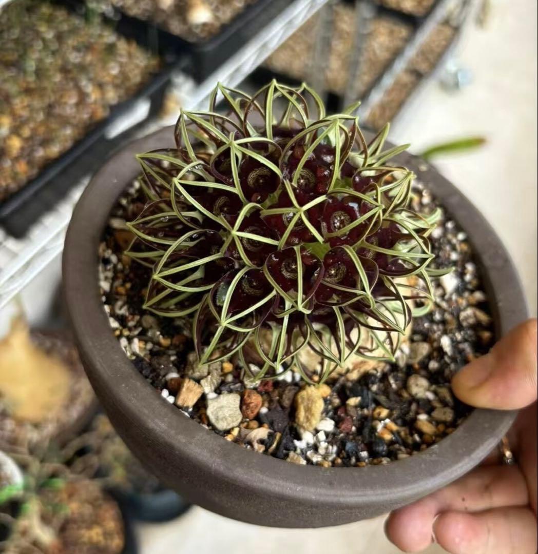 竜卵窟ブラキステルマ バーベラエ (Brachystelma barberae) Shabomaniac! ブラキステルマ・竜卵窟の開花。