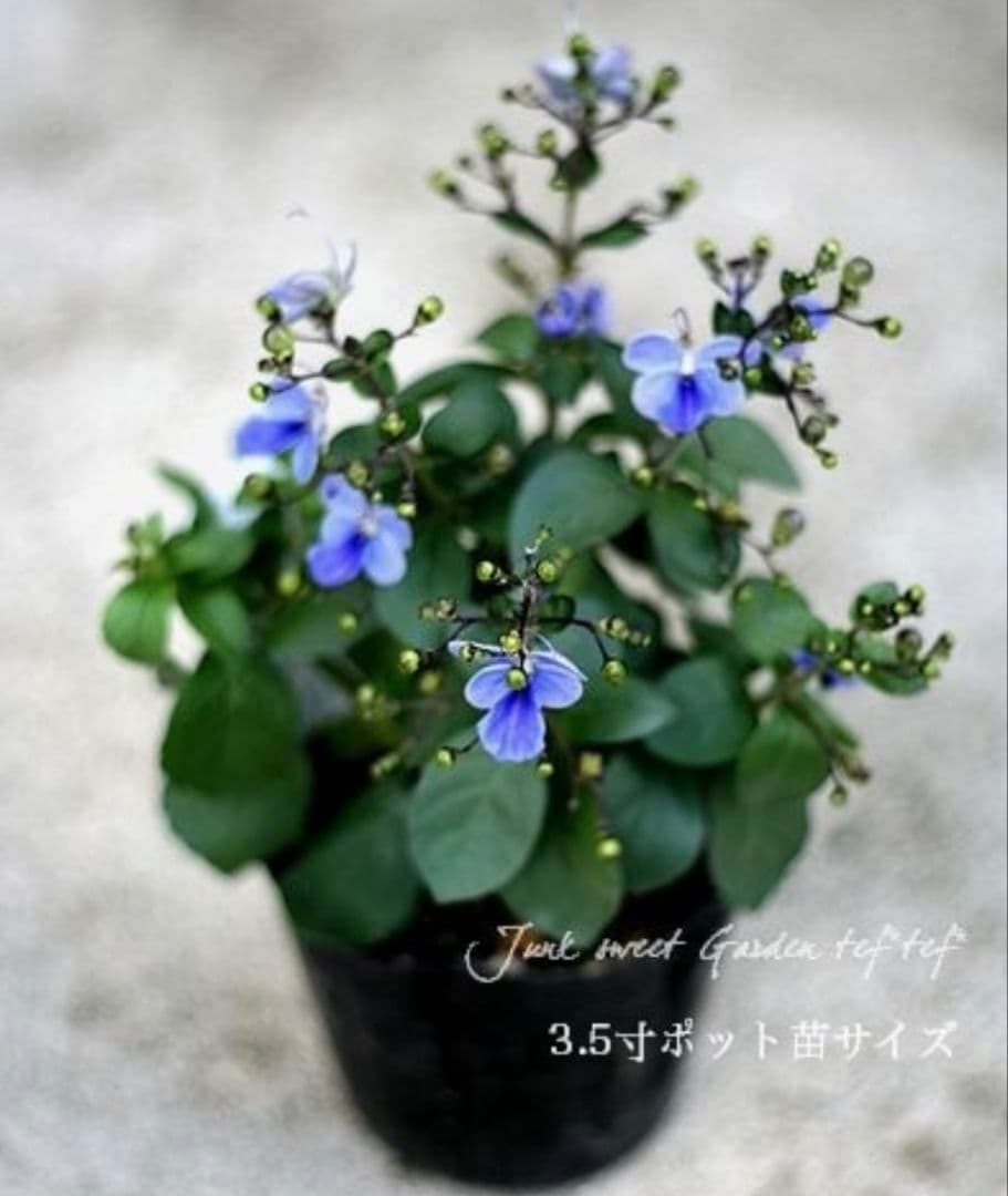 玉ねぎ苗 ターボ400本 もみじ400本