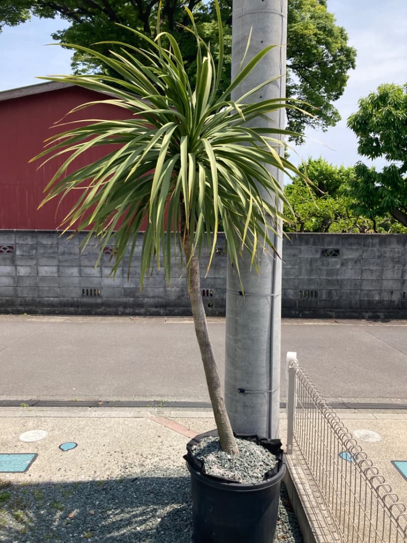 黒松 盆栽 7号鉢つき 石抱き根上がり仕立て❗ え