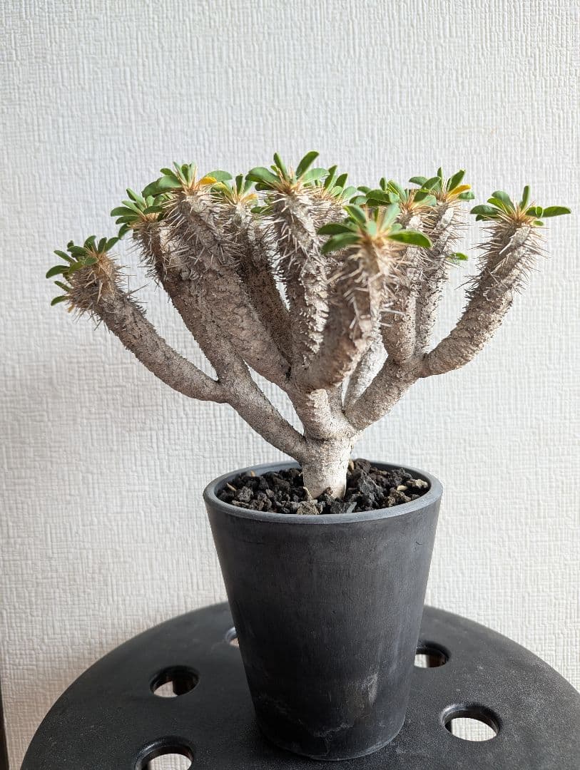 ユーフォルビア　ギラウミニアナ ユーフォルビア ギラウミニアナ 輸入株［No.40］ 4号鉢 | Botanical Holic