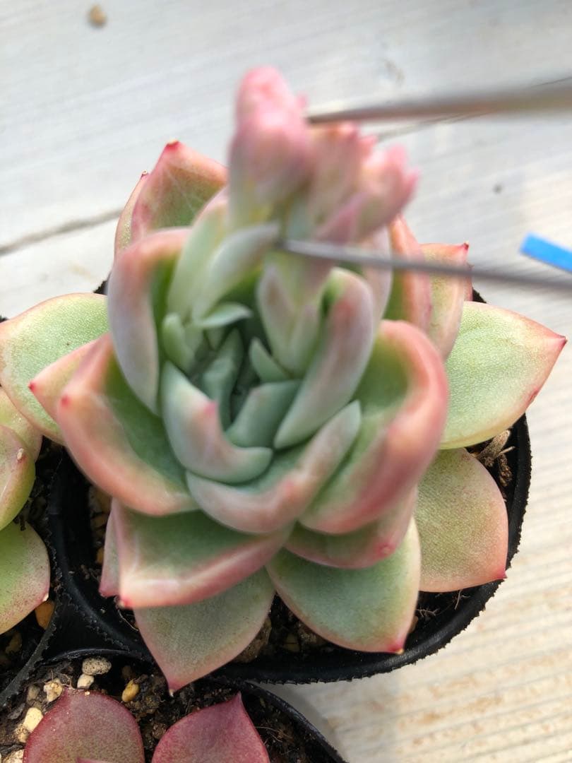 多肉植物 5品種♡抜き苗セット - メルカリ