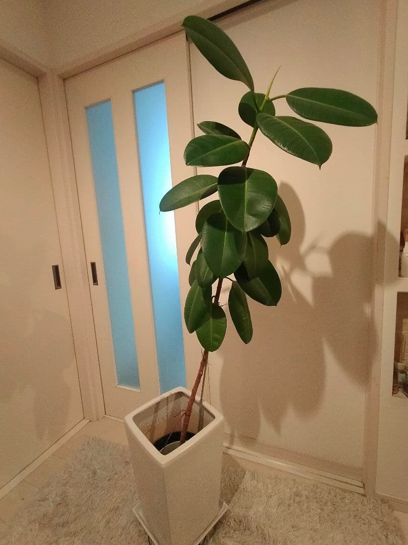 観葉植物ゴムの木 光触媒 光の楽園 ゴムの木 高さ 1.8m【インテリア フェイクグリーン