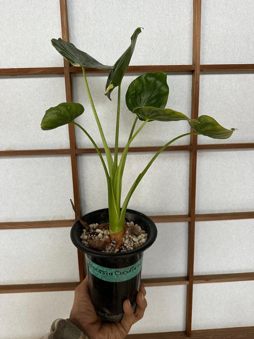 Alocasia Cucullata albo Var. ククラータ斑入り - メルカリ