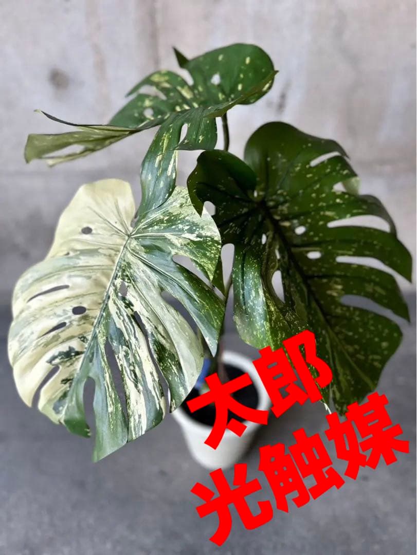光触媒　人工観葉植物　ウォールグリーン　フェイクグリーン　斑入りモンステラki cac64d2f608c12bcb5e82695a51e90