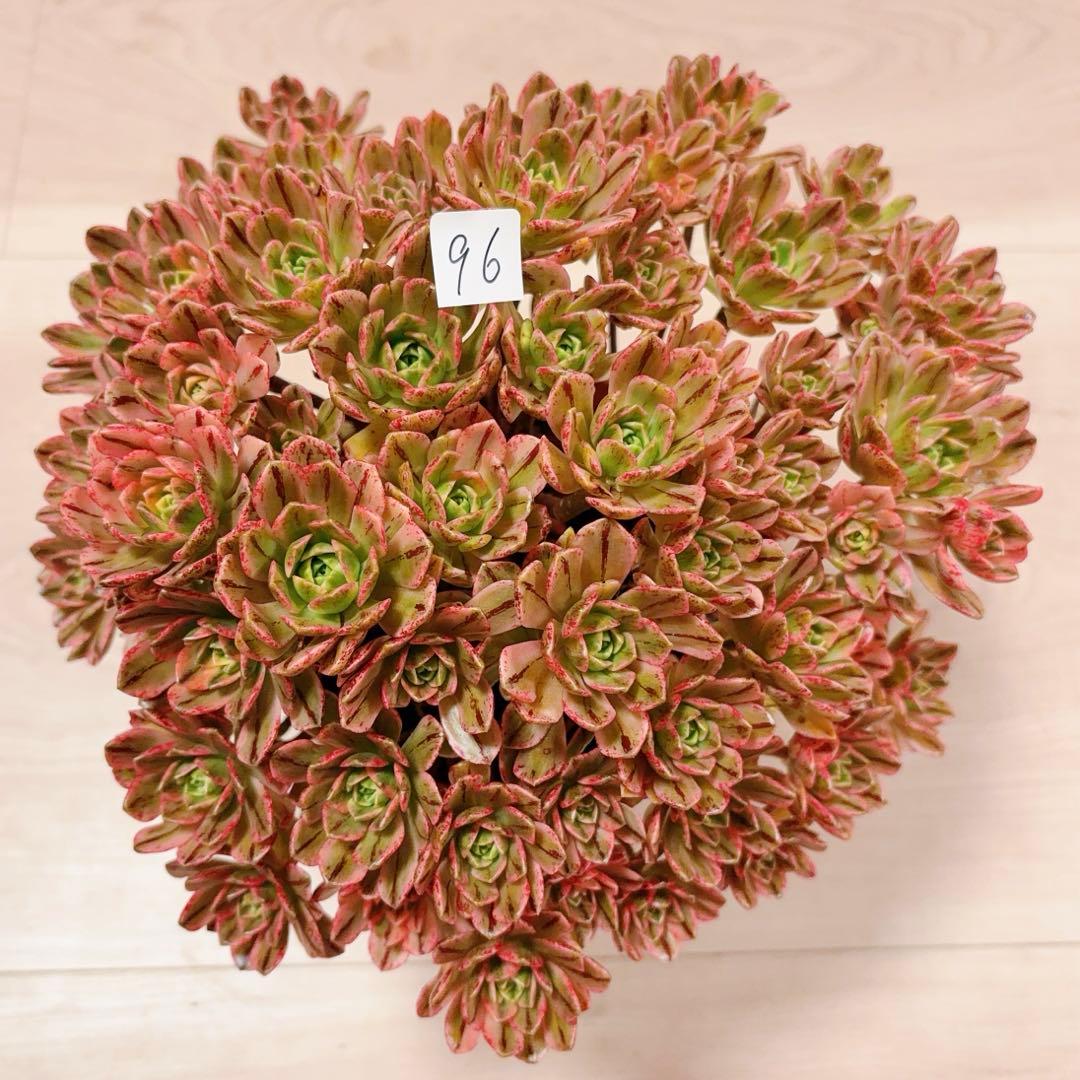 96#多肉植物アエオニウム錦❤️ブロンズメダル錦❤️50-60大頭27cm 拔き苗 96#多肉植物アエオニウム錦❤️ブロンズメダル錦❤️50-60大頭27cm 拔き
