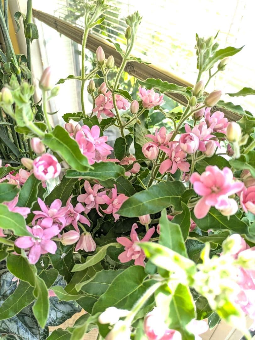 ❀kayo kami様❀