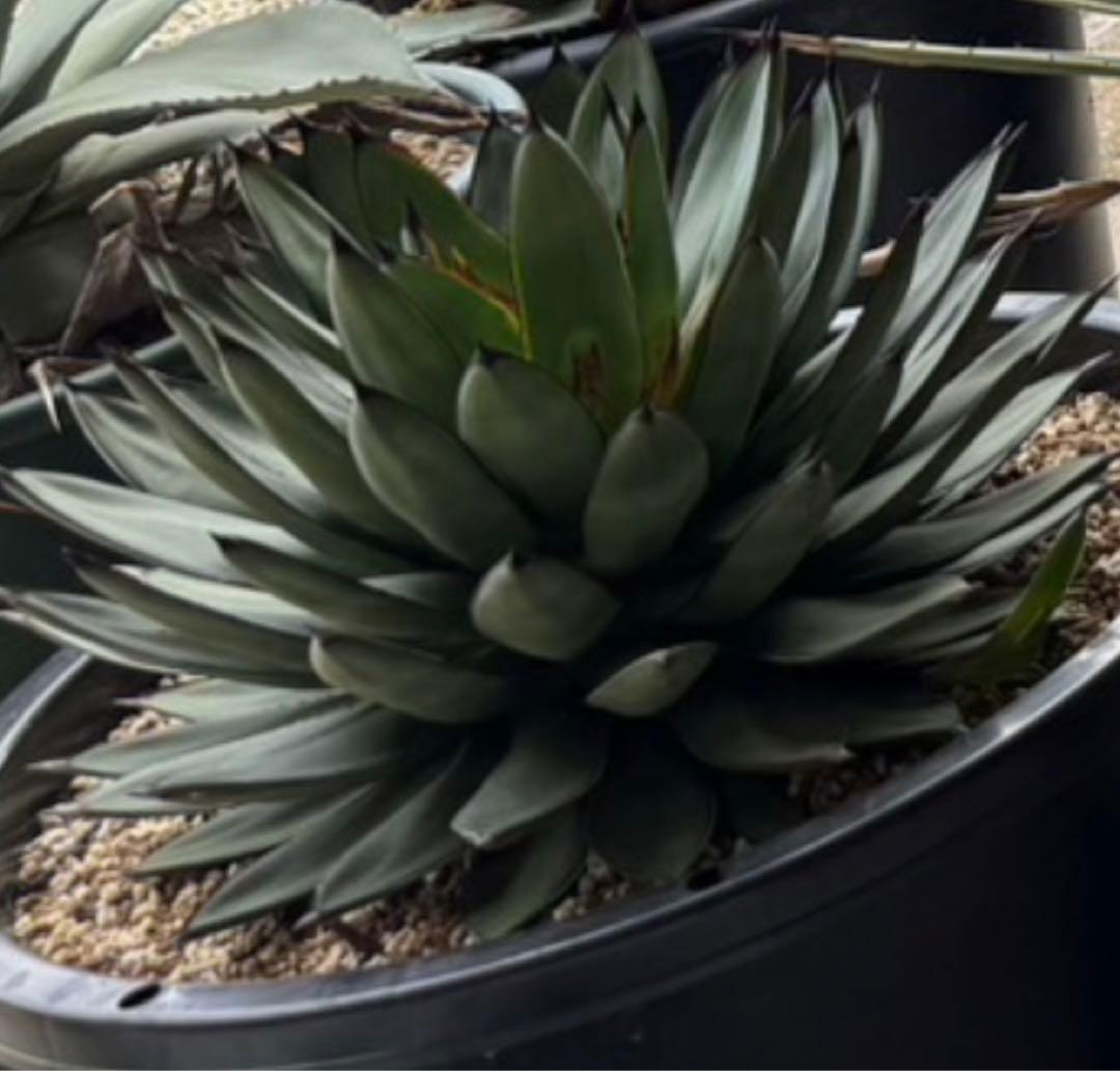 Agave Royal Spin 【hybrid】 271 - メルカリ