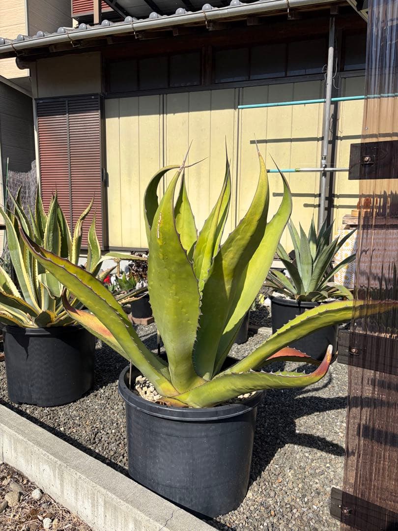 引き取り限定 アガベ サルミアナ フェロックス アガベ サルミアナ フェロックス 2 Agave salmiana ferox | My-Favthings