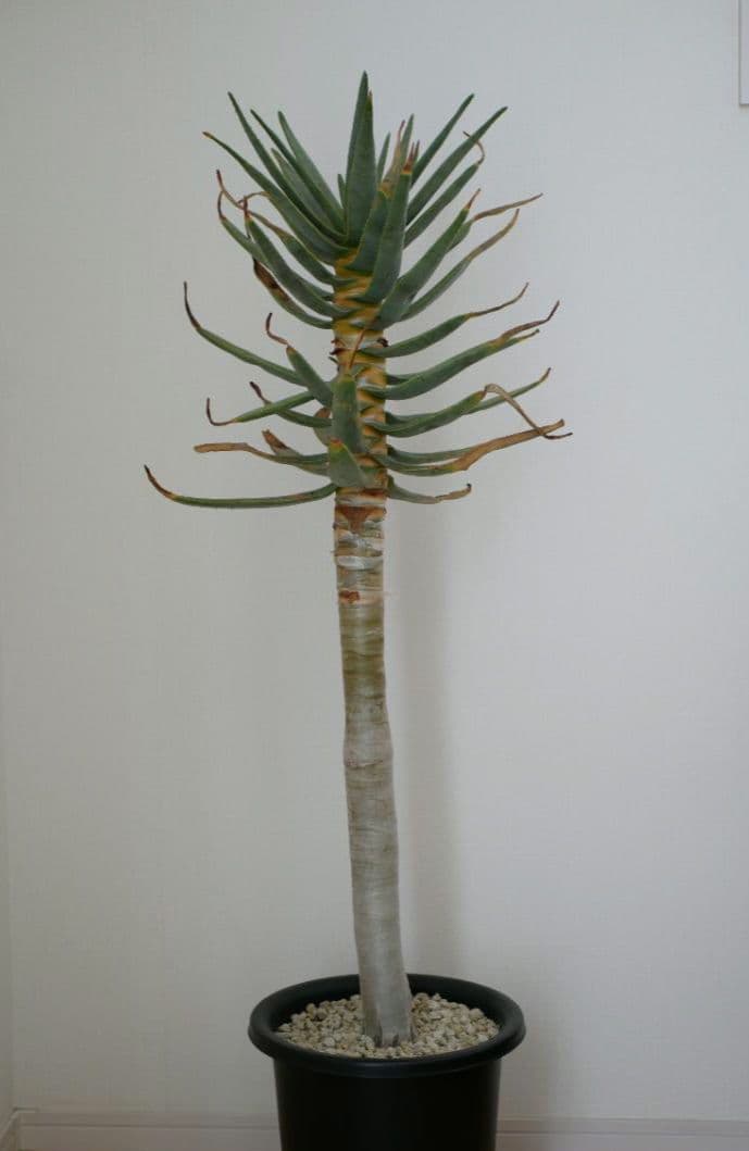 アロエ・ディコトマ 大株 Aloidendron dichotomum - メルカリ